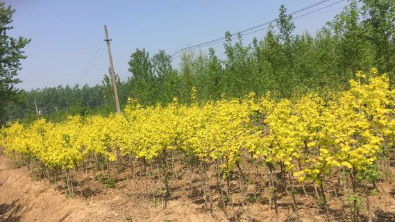 明光市市委书记被NG28企业文化深深感动 | 深入沟通合作空间广阔